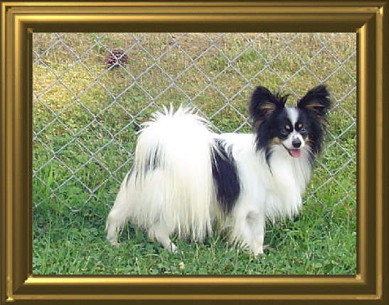 papwebsite008002.jpg