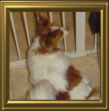 papwebsite019002.jpg