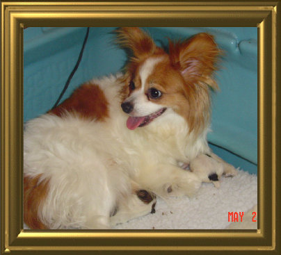 papwebsite019003.jpg