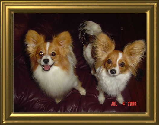 papwebsite019005.jpg