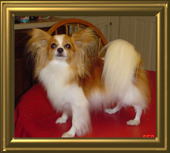 papwebsite021003.jpg