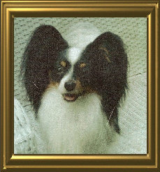 papwebsite034001.jpg