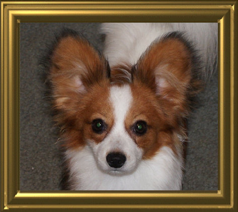 papwebsite034003.jpg