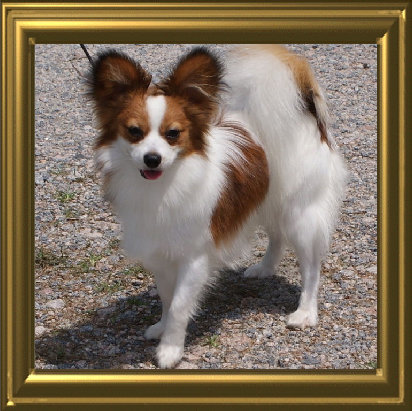 papwebsite034007.jpg