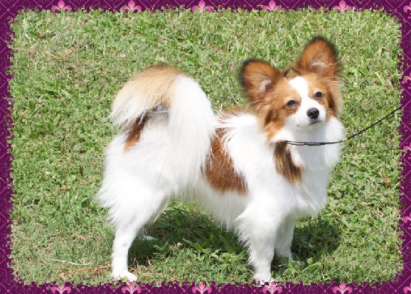 papwebsite034008.jpg