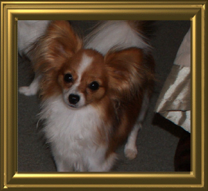 papwebsite041001.jpg