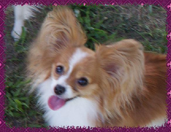 papwebsite041005.jpg