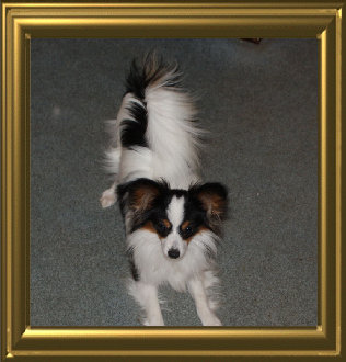 papwebsite044007.jpg