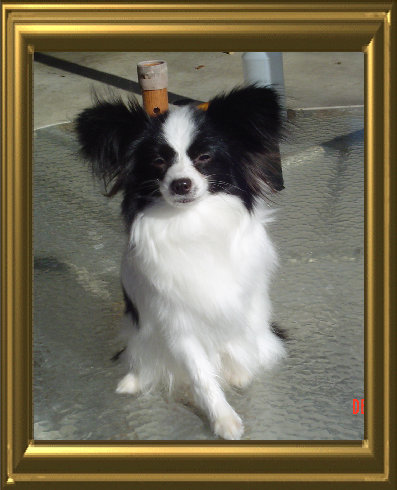papwebsite045002.jpg