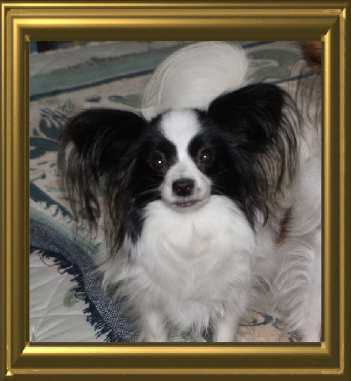 papwebsite045003.jpg