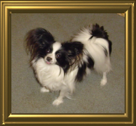 papwebsite045004.jpg