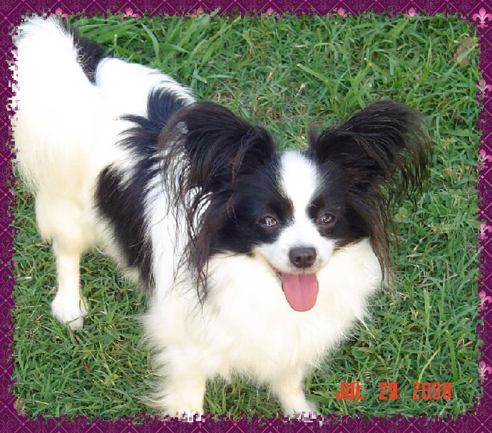 papwebsite045005.jpg