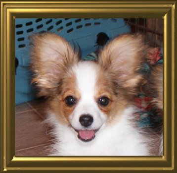 papwebsite050005.jpg