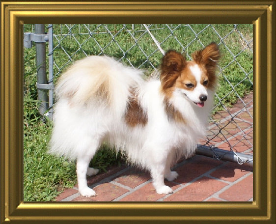 papwebsite052002.jpg