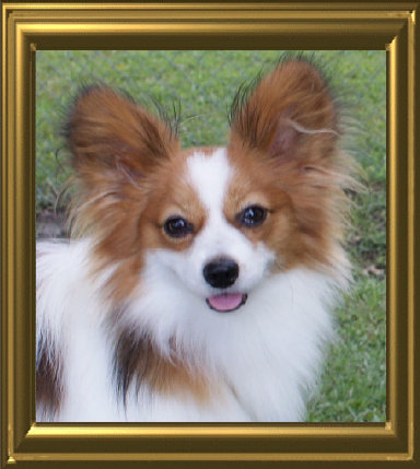 papwebsite052003.jpg