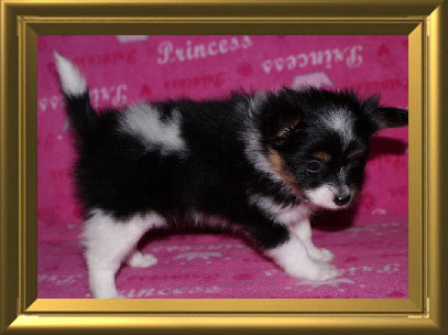 papwebsite054002.jpg