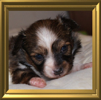 papwebsite054008.jpg